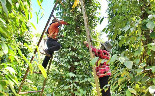 Giá tiêu hôm nay 2/10: tiếp tục tăng ở Đắk Lắk, nông dân phấn khởi