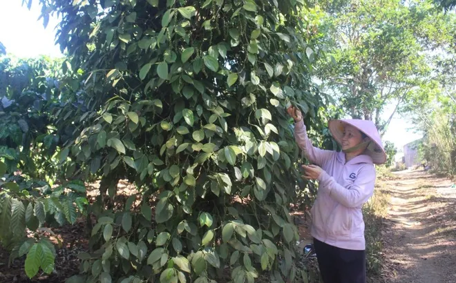 Giá tiêu hôm nay 3/10: tăng tại Đắk Nông - Gia Lai, thêm 500 đồng/kg