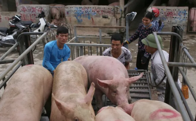 Giá heo hơi hôm nay 4/10: miền Nam tăng giảm trái chiều