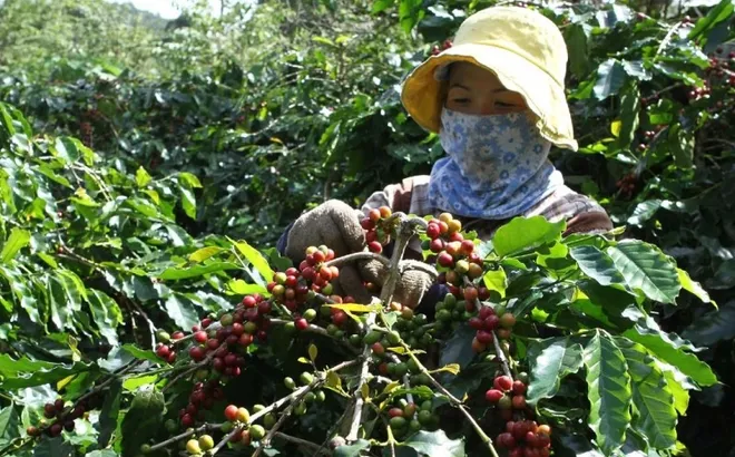 Giá cà phê hôm nay 5/10: tăng trở lại, Robusta thêm hơn 100 USD/tấn