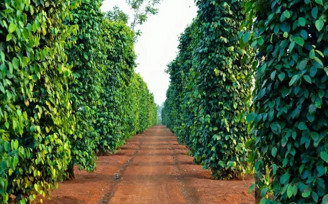 Giá tiêu hôm nay 6/10: tăng ở Tây Nguyên, xuất khẩu khởi sắc từ đầu năm