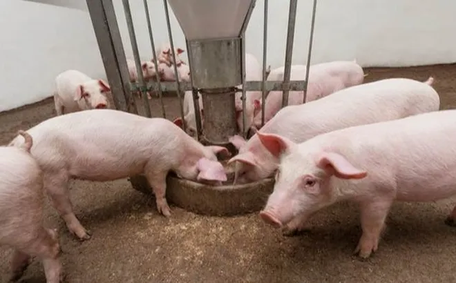 Giá heo hơi hôm nay 9/10: tiếp tục giảm 1.000 đồng/kg