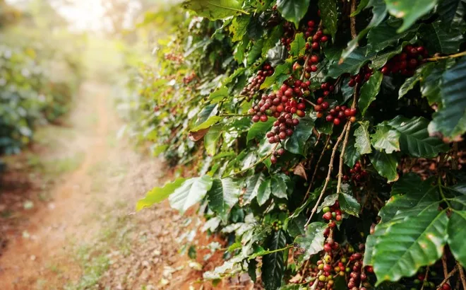 Giá cà phê hôm nay 9/10: Arabica tăng trở lại, Robusta diễn biến trái chiều