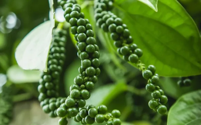 Giá tiêu hôm nay 14/10: nhận định giá tiêu tuần này, dao động quanh 145.000 đồng/kg
