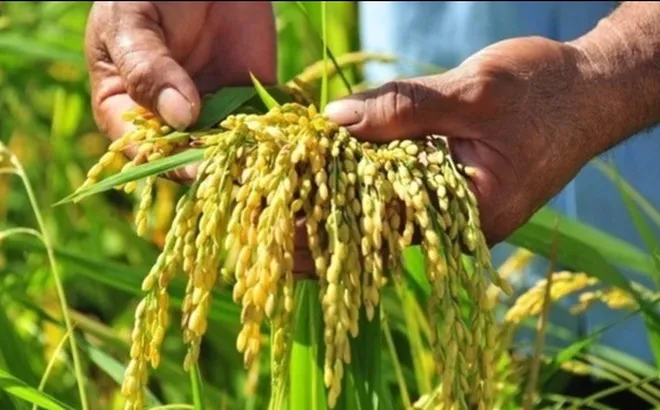 Giá lúa gạo hôm nay 15/10: giá gạo tăng 100 - 300 đồng/kg
