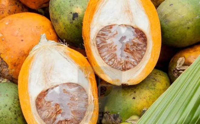 Những lợi ích tuyệt vời của quả cau, không phải ai cũng biết
