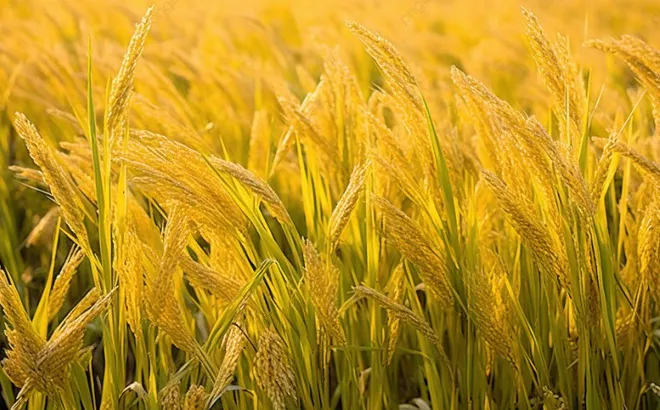 Giá lúa gạo hôm nay 16/10: giá gạo trong nước tăng, xuất khẩu giảm nhẹ