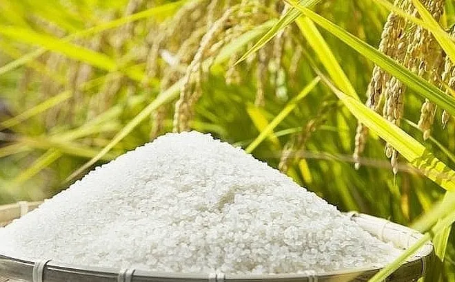 Giá lúa gạo hôm nay 18/10: giá gạo trong nước giảm nhẹ