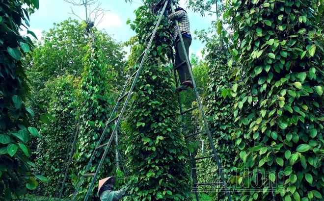 Giá tiêu hôm nay 19/10: giá tiêu Indonesia liên tục tăng, Ấn Độ giảm