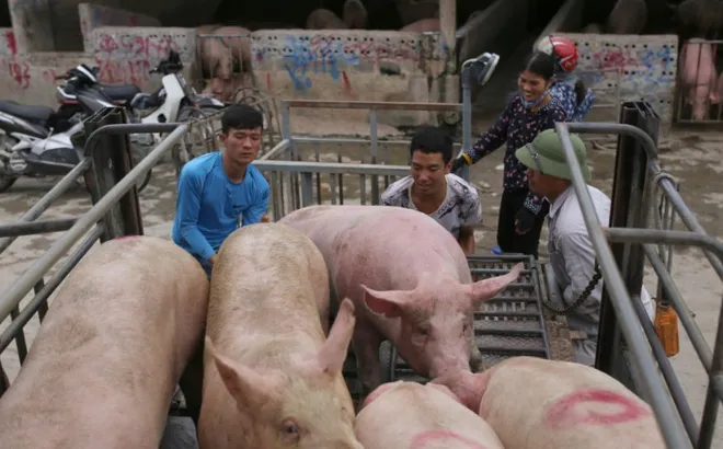 Giá heo hơi hôm nay 20/10: cao nhất 65.000 đồng/kg