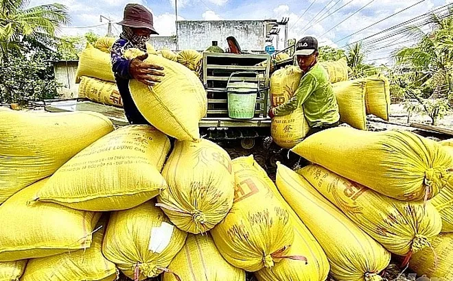 Giá lúa gạo hôm nay 21/10: giá gạo quanh mốc 10.400 - 28.000 đồng/kg
