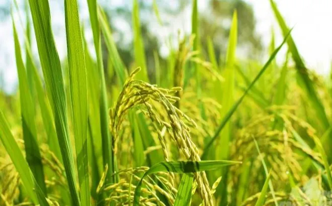 Giá lúa gạo hôm nay 23/10: đồng loạt tăng nhẹ