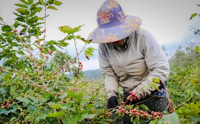 Giá cà phê hôm nay 24/10: dứt đà giảm, cà phê 2 sàn tăng trở lại