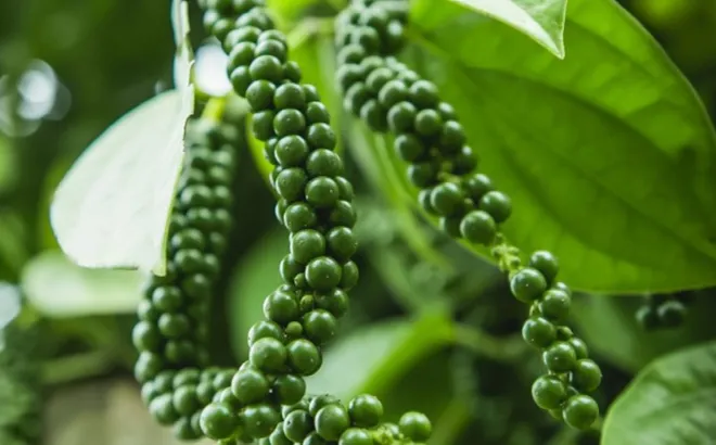 Giá tiêu hôm nay 25/10: tăng 2 ngày liên tiếp, Bà Rịa thêm 1.000 đồng/kg