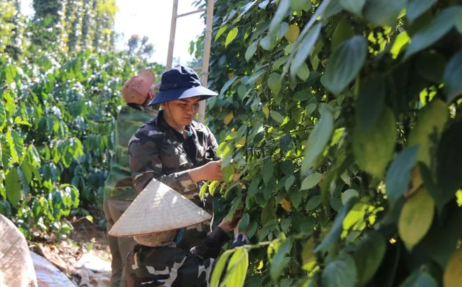 Giá tiêu hôm nay 26/10: bức tranh giá tiêu các nước tuần này
