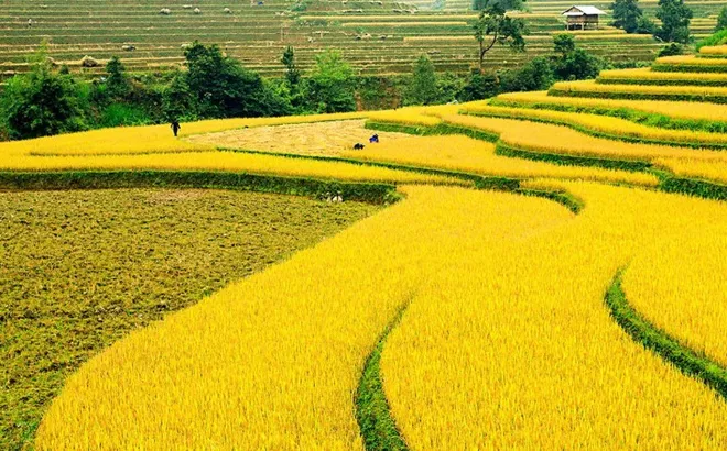 Giá lúa gạo hôm nay 28/10: giá gạo xuất khẩu neo cao nhất Châu Á