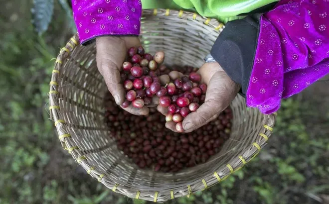 Giá cà phê hôm nay 29/10: tiếp tục tăng, Robusta thêm gần 100 USD/tấn