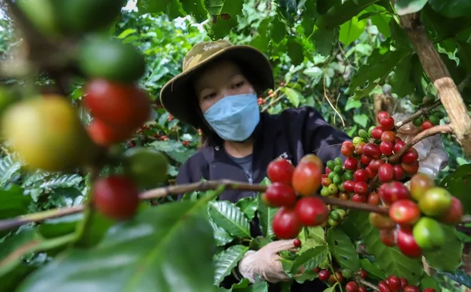 Giá cà phê hôm nay 31/10: tăng trở lại, Robusta phục hồi sau ngày giảm mạnh