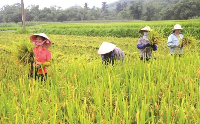 Giá lúa gạo hôm nay 1/11: gạo thành phẩm giảm nhẹ 50 đồng/kg