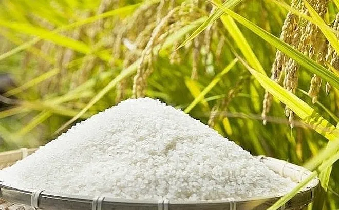 Giá lúa gạo hôm nay 13/11: giá gạo xuất khẩu giảm mạnh