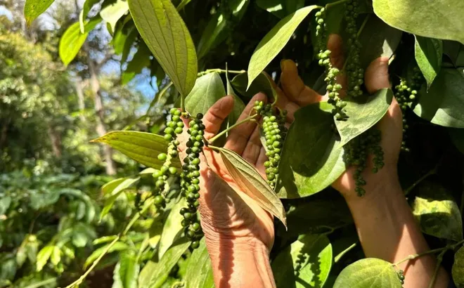 Giá tiêu hôm nay 14/11: tăng ở Gia Lai, từ đầu năm thêm hơn 70%
