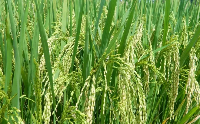 Giá lúa gạo hôm nay 16/11: gạo thơm chào giá cao