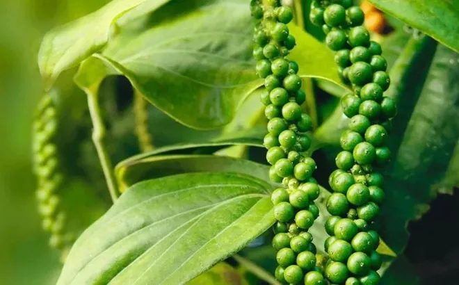 Giá tiêu hôm nay 21/11: giảm 1.000 đồng/kg, mất mốc 140.000 đồng/kg