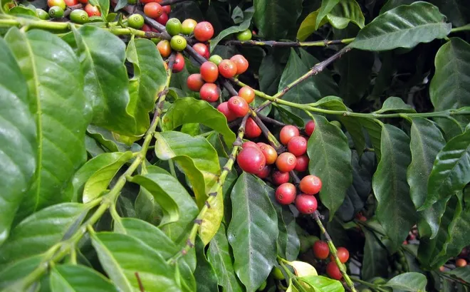 Giá cà phê hôm nay 28/11: tiếp tục tăng sốc, Robusta thêm gần 400 USD/tấn
