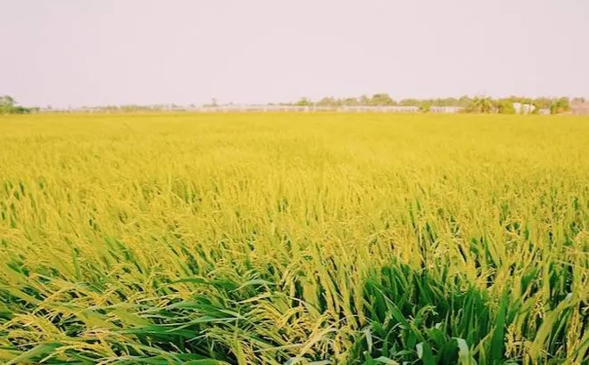 Giá lúa gạo hôm nay 6/12: lúa tươi tiếp đà tăng mạnh