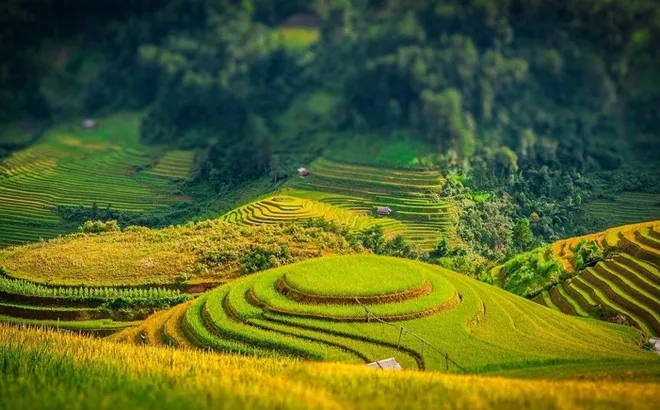 Giá lúa gạo hôm nay 7/12: giá lúa tươi tiếp tục neo cao