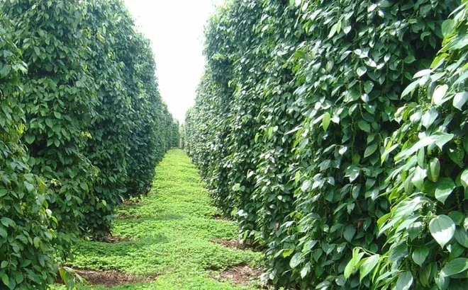 Giá tiêu hôm nay 9/12: vượt qua cú sốc, giá tiêu vẫn tăng, thêm 2.000 đồng/kg
