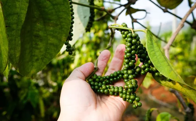 Giá tiêu hôm nay 10/12: bức tranh trái chiều của giá tiêu các nước