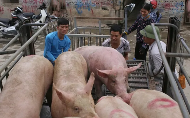 Giá heo hơi hôm nay 14/12: tăng 1 giá tại miền Nam