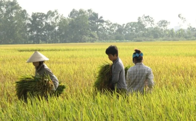 Giá lúa gạo hôm nay 19/12: giá quay đầu giảm mạnh