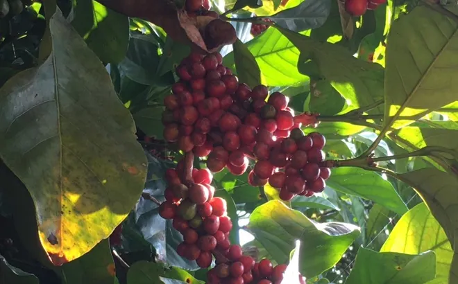 Giá cà phê hôm nay 19/12: 2 sàn trái chiều, Arabica tăng mạnh