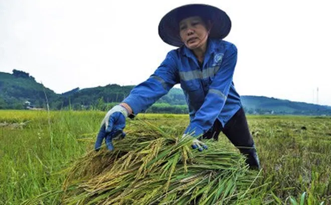 Giá lúa gạo hôm nay 24/12: giá gạo tăng nhẹ