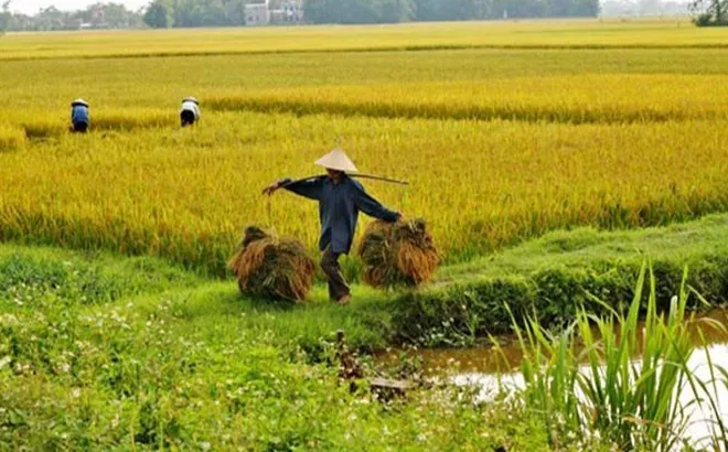 Giá lúa gạo hôm nay 24/12: giá gạo giảm nhẹ