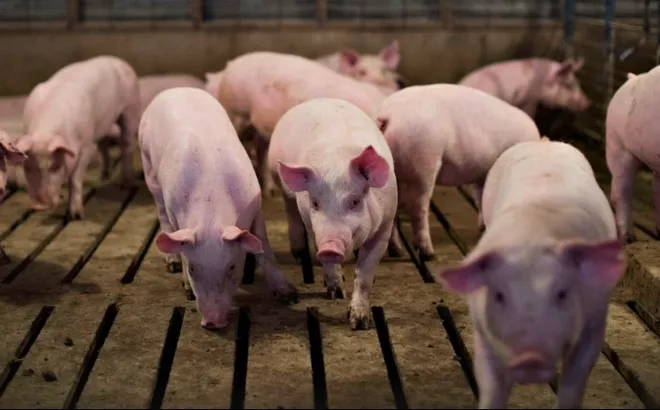 Giá heo hơi hôm nay 26/12: giá heo hơi tại miền Bắc quay đầu giảm nhẹ