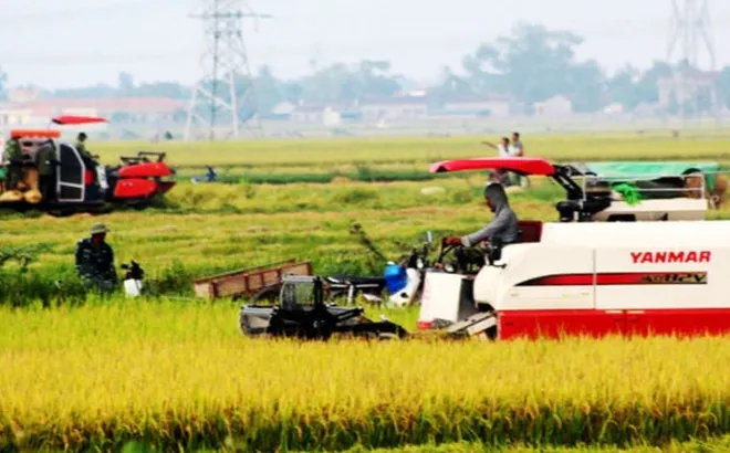 Giá lúa gạo hôm nay 2/1: gạo thành phẩm nhích nhẹ