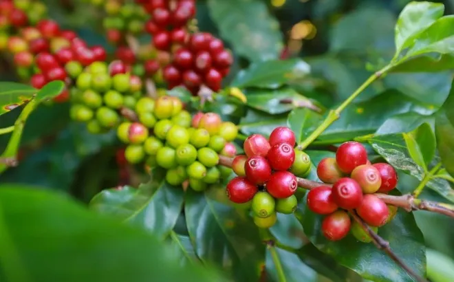 Giá cà phê hôm nay 4/1/2025: giải mã cú quay xe đầu năm của cà phê