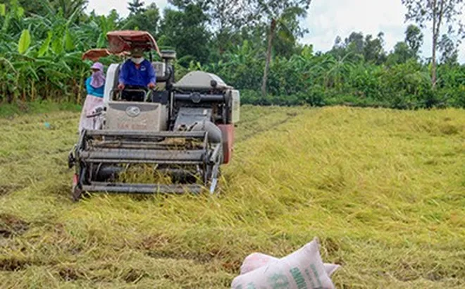 Giá lúa gạo hôm nay 7/1: gạo tiếp đà giảm mạnh
