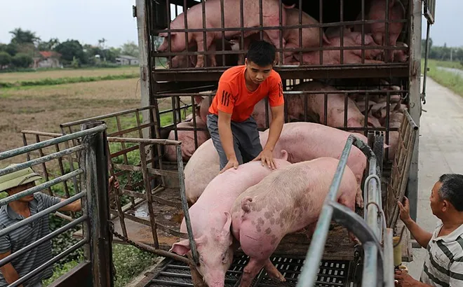 Giá heo hơi hôm nay 9/1: miền Bắc tăng nhẹ 1.000 đồng/kg