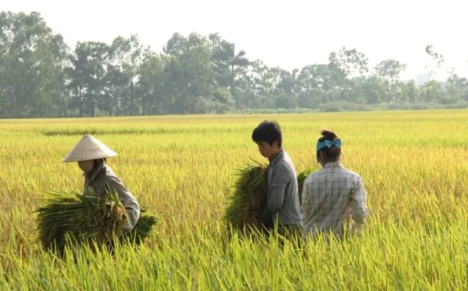 Giá lúa gạo hôm nay 10/1: giá gạo tăng giá lúa giảm