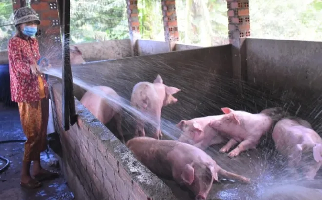Giá heo hơi hôm nay 13/1: chững giá ngày đầu tuần