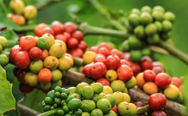 Giá cà phê hôm nay 14/1/2025: Arabica tăng tiếp, vụ thu hoạch diễn ra thuận lợi