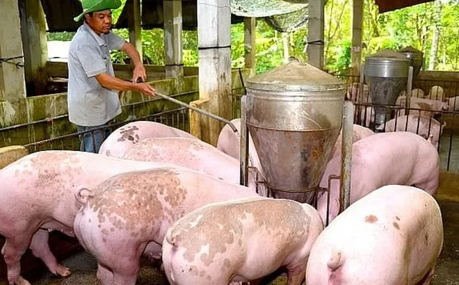 Giá heo hơi hôm nay 17/1: Một số địa phương hạ giá