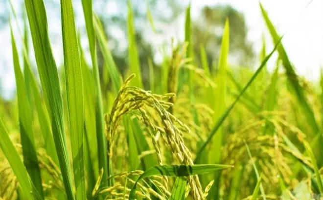 Giá lúa gạo hôm nay 18/1: gạo tiếp đà tăng giá