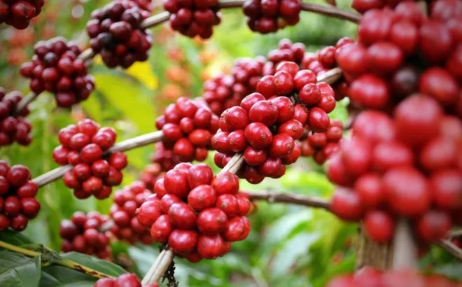 Giá cà phê hôm nay 18/1/2025: 2 sàn đồng loạt tăng, Robusta thêm cả trăm USD/tấn