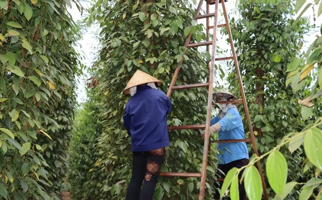 Giá tiêu hôm nay 18/1/2025: lý do khiến Trung Quốc tăng mua ngay sau tết 2025