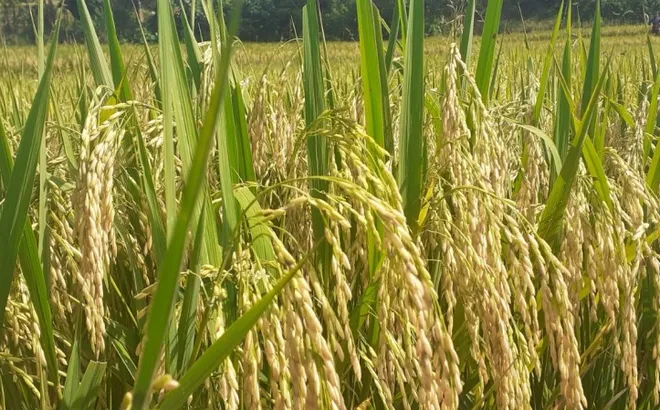 Giá lúa gạo hôm nay 5/2: giá gạo tăng nhẹ 100 đồng/kg